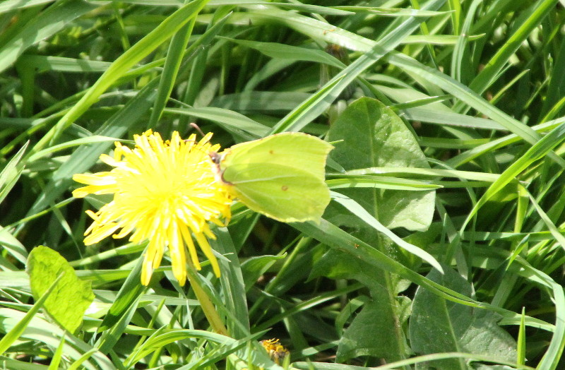 common brimstone