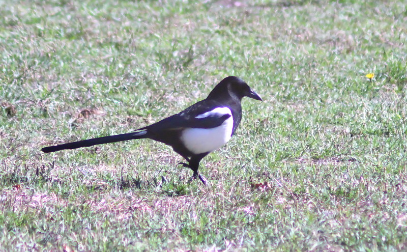 Magpie