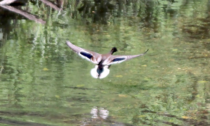 duck in flight