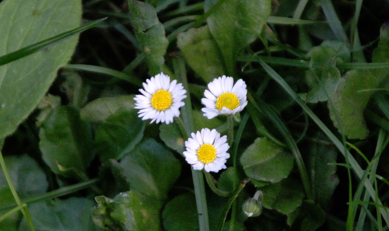 daisies