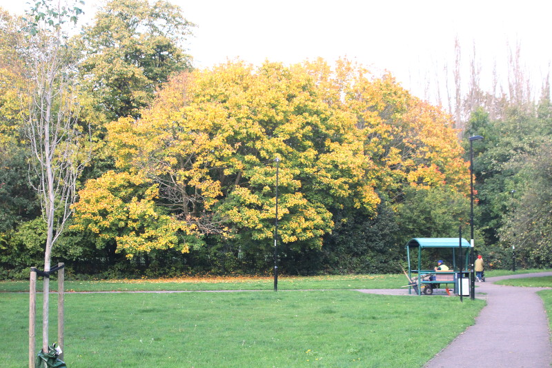 Golden leaves