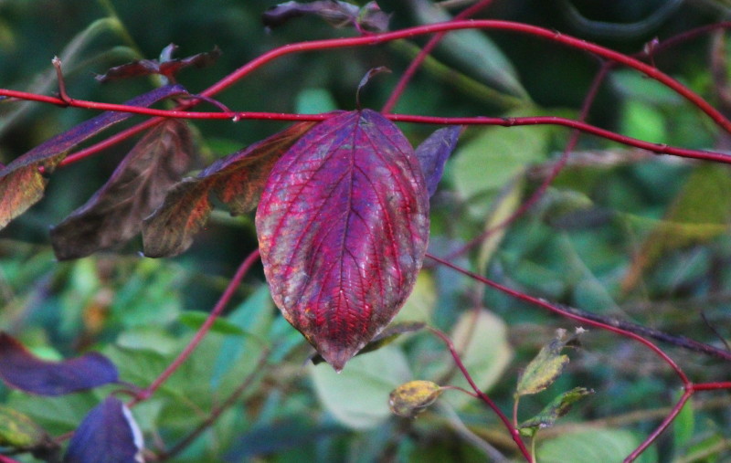 red leaf