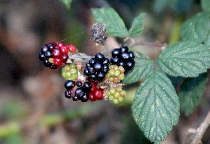 blackberries