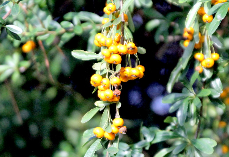 yellow berries