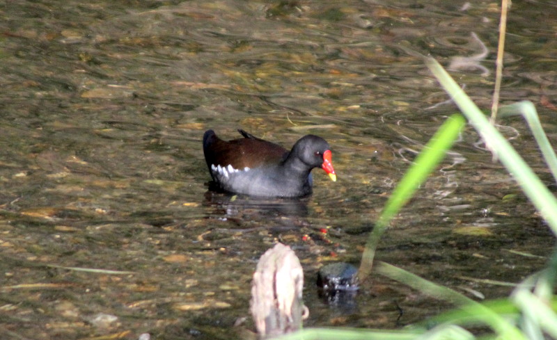 moorhen