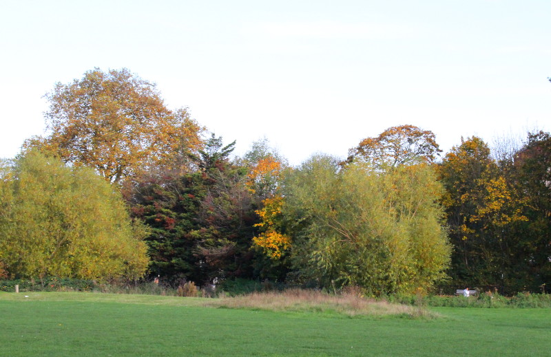 Trees in their
                                                autumn colours