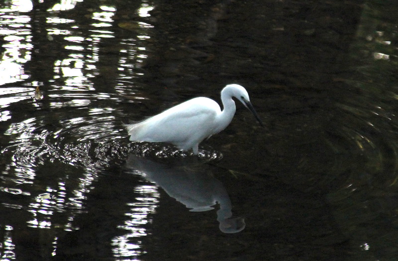 Egret