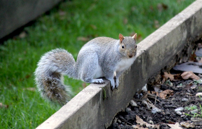 squirrel on
                                                  planter