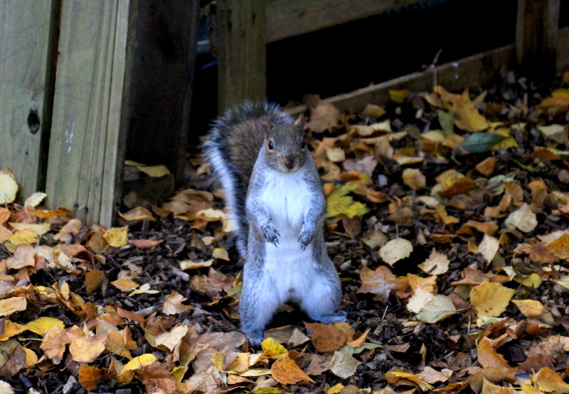 Squirrel standing
                                                  fully upright