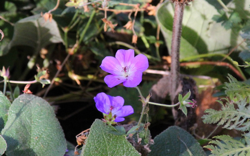 violet flower