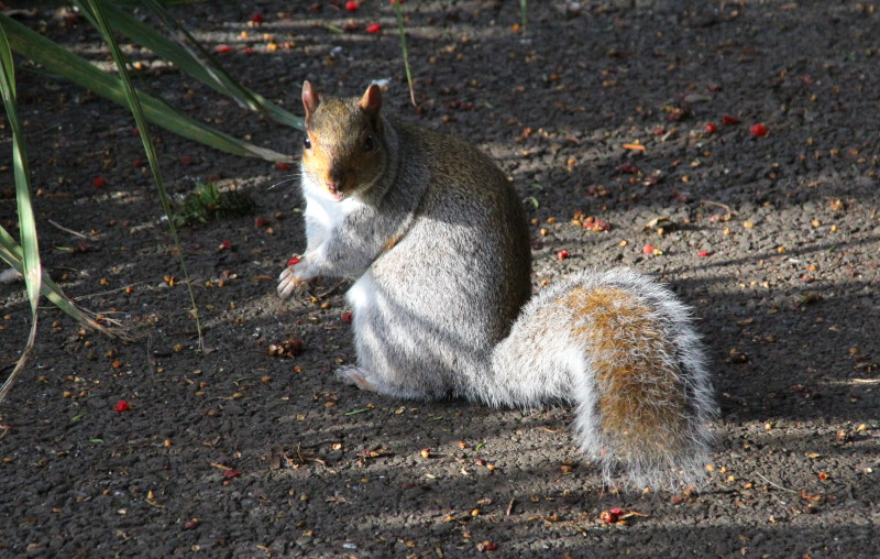 squirrel in light
                                                  and shade