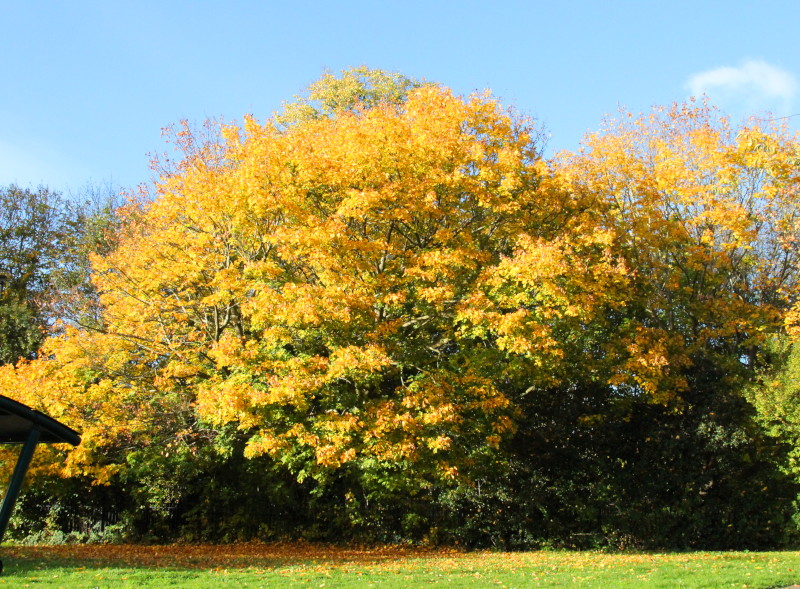 magnificent
                                                  display of golden
                                                  leaves