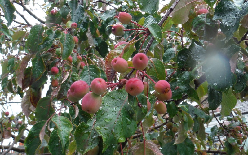street
                                      tree fruit