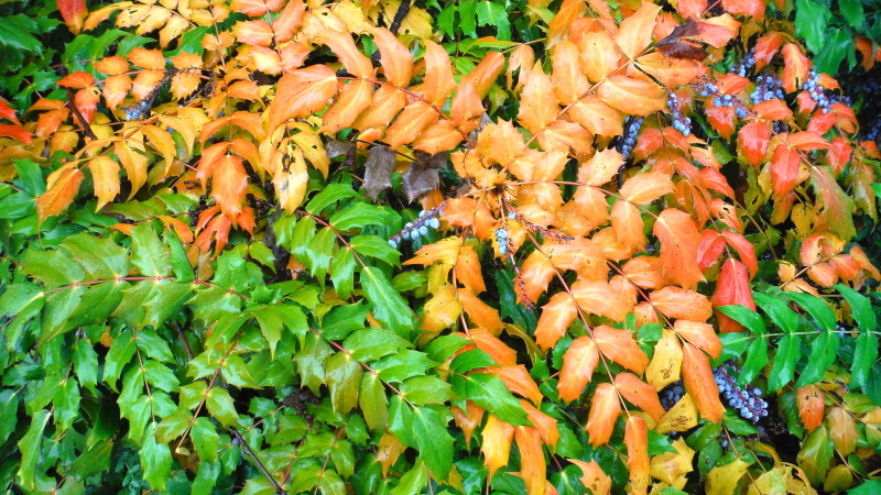 shrub with multicoloured
                                          leaves and blue berries