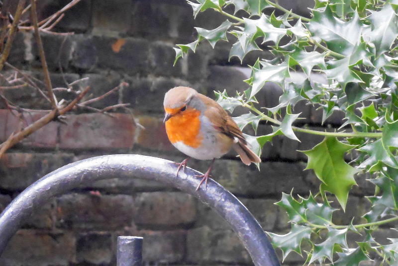 Robin and holly