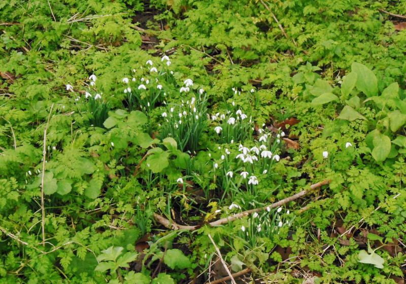 snowdrops