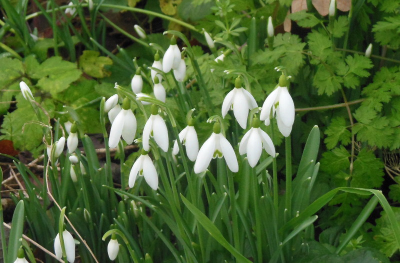 snowdrops close up