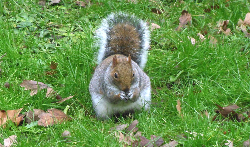 squirrel nibbling on a
                                          nut