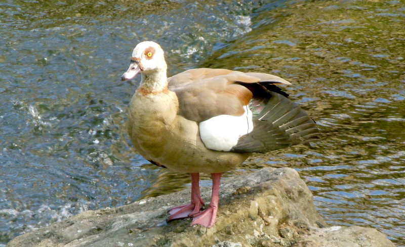 Egyptian goose