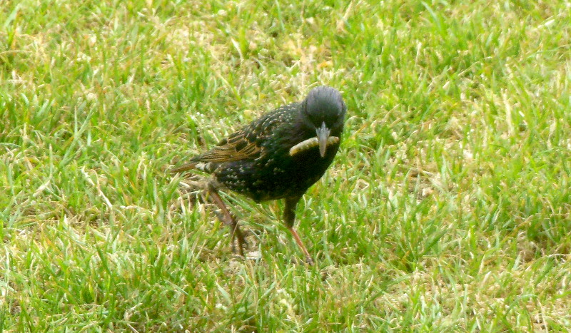starling
                                      with a juicy grub