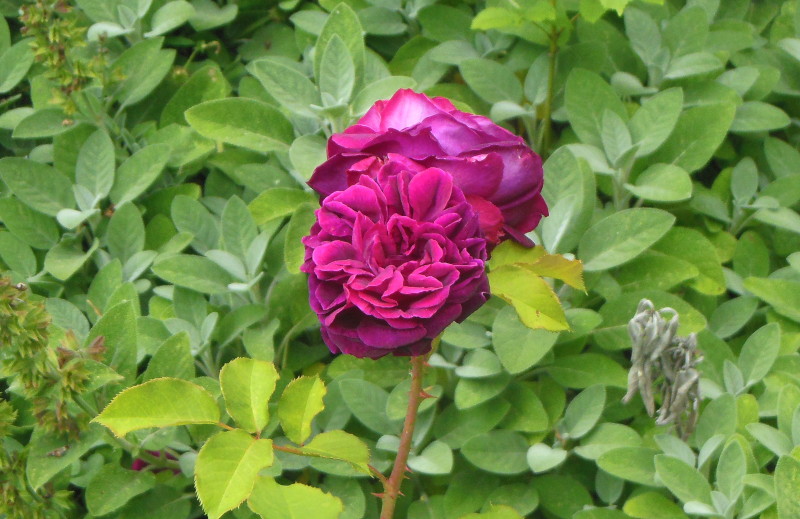lovely
                                      purple rose
