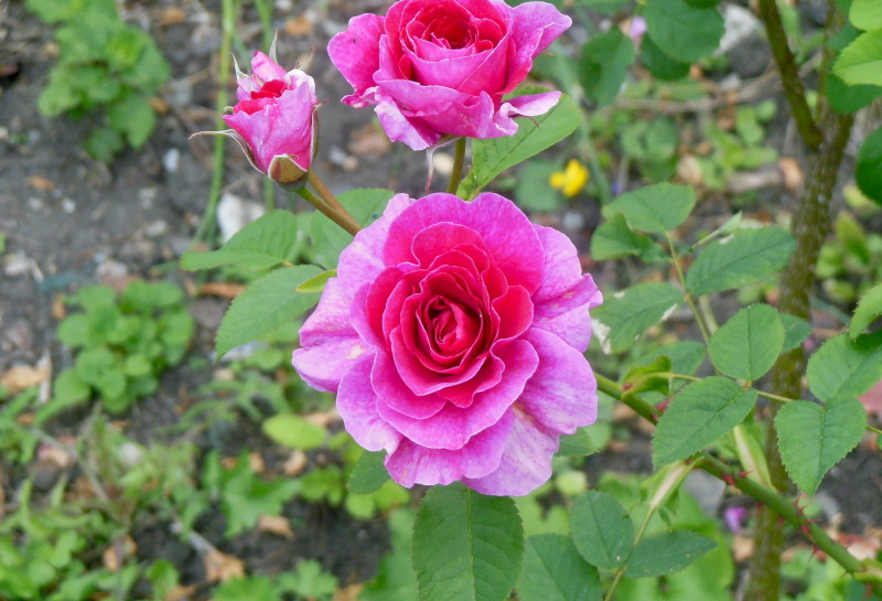 dark
                                      pink rose