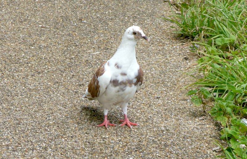 pigeon
