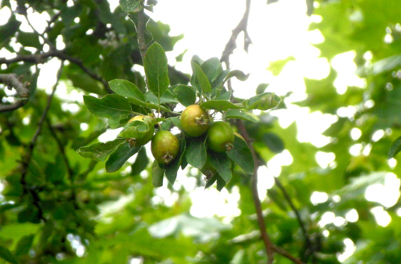 crab
                                      apples