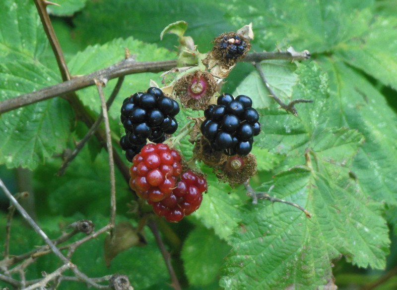 blackberries