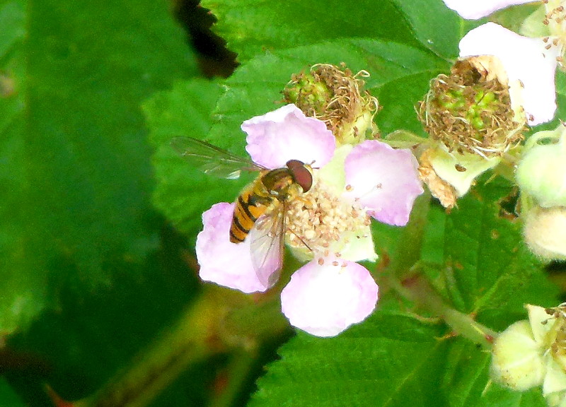 hover
                                      fly