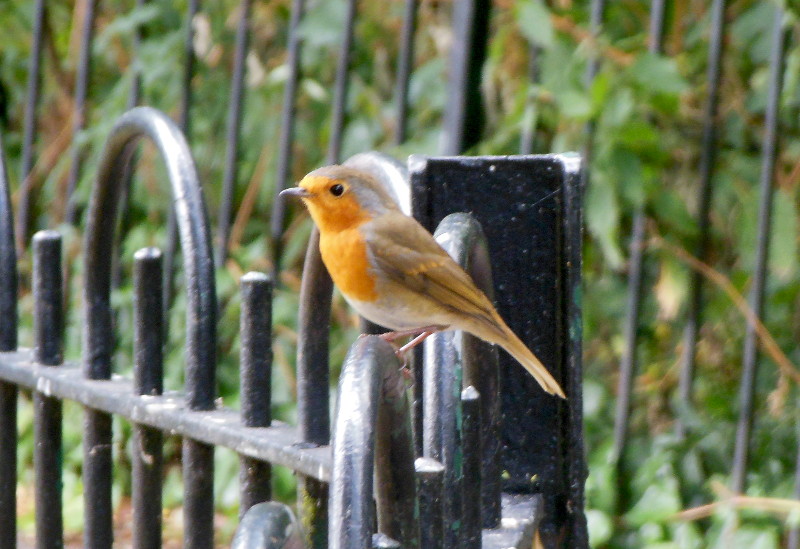 robin
                                      posing for me
