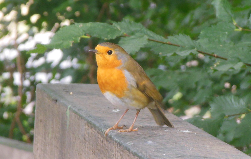 Robin