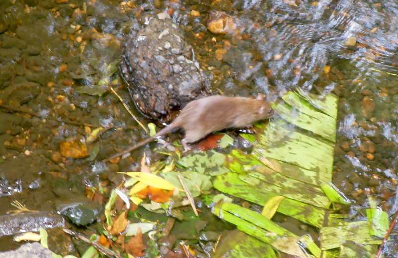 Golden
                                      rat