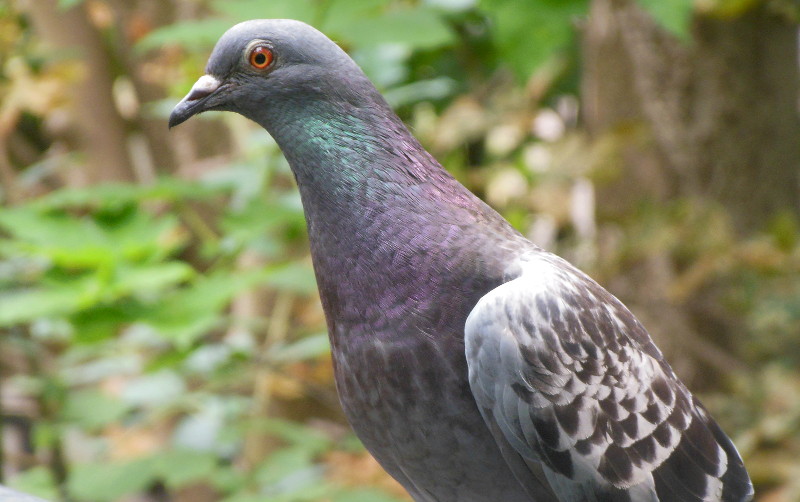 Pigeon
                                      close up