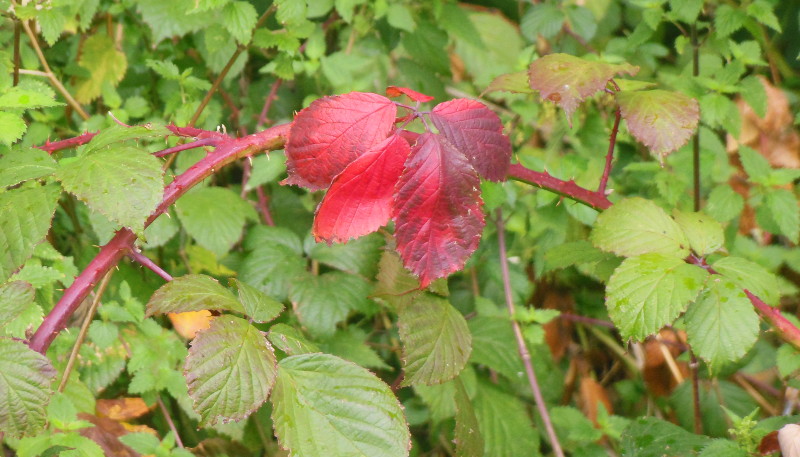 bright red bramble leaves