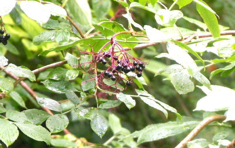 elderberries ?