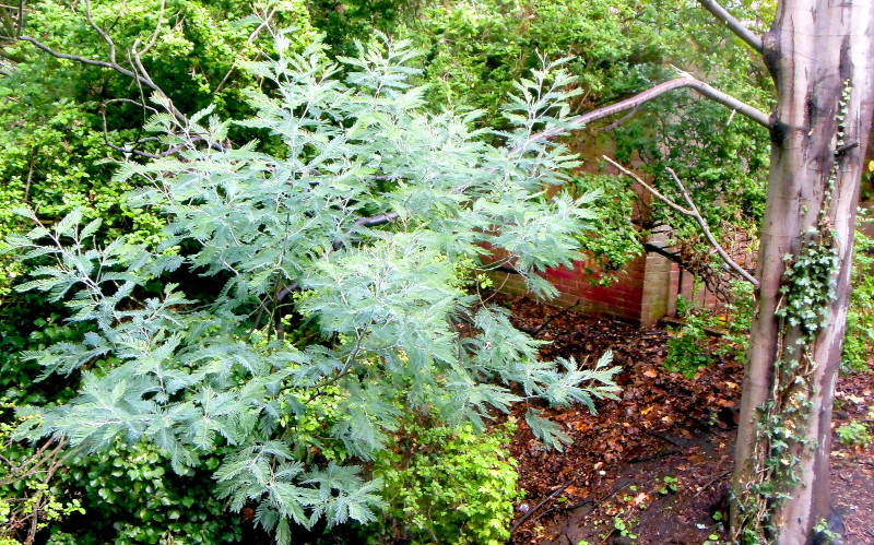 evergreen or not ?