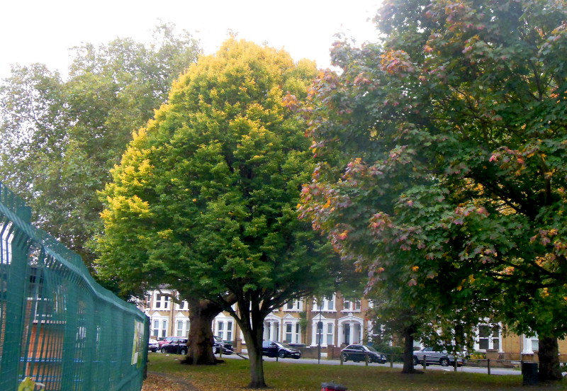 tree
                                      with golden leaves