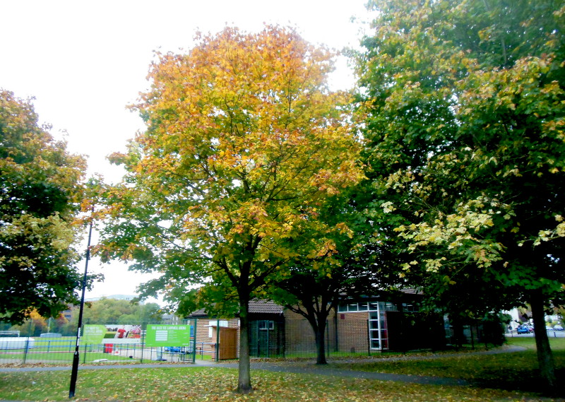 Another
                                      tree with bright yellow autumn
                                      leaves