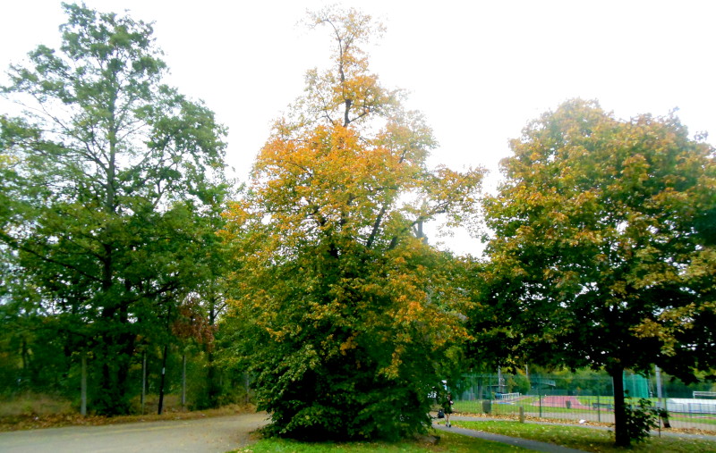 another
                                      tree in it's autumn coat