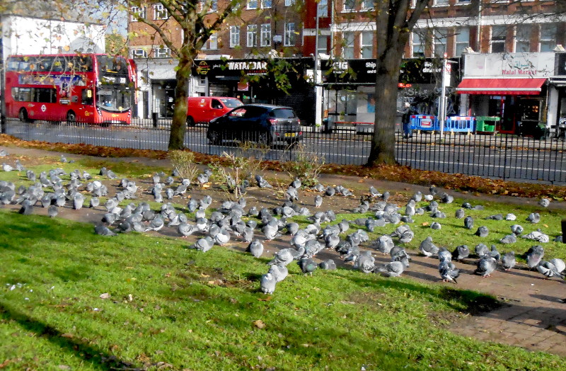 a huge
                                      flock of pigeons