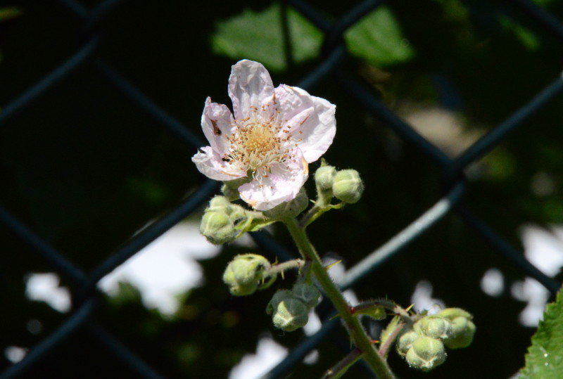 blackberry flower
