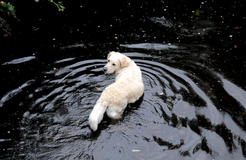 dog in
                                      the river