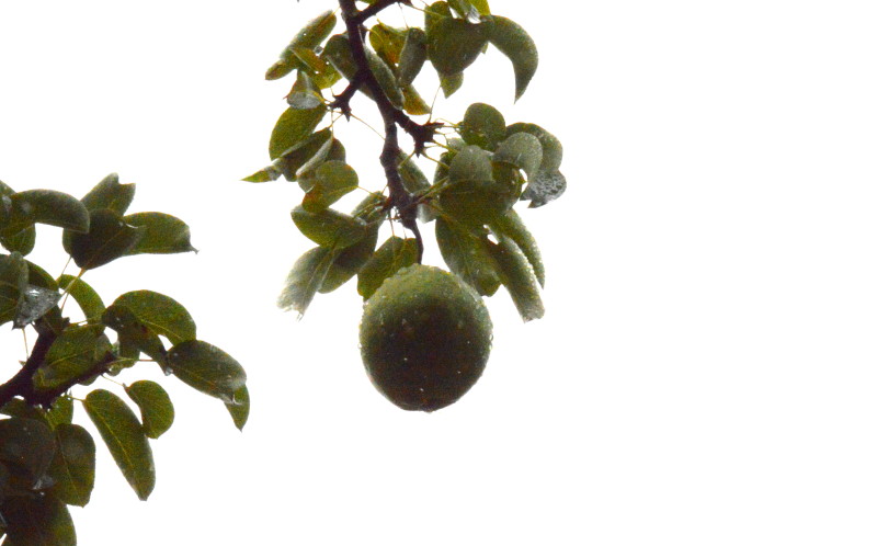 the last
                                      pear in the orchard