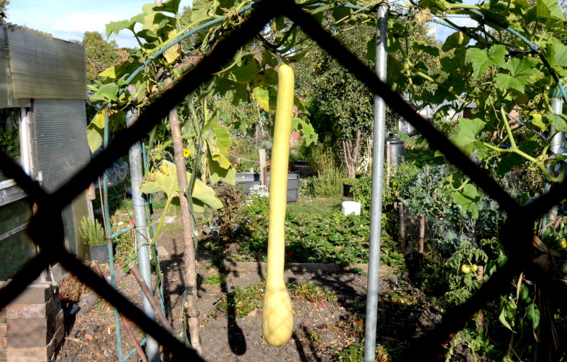 Trombocino