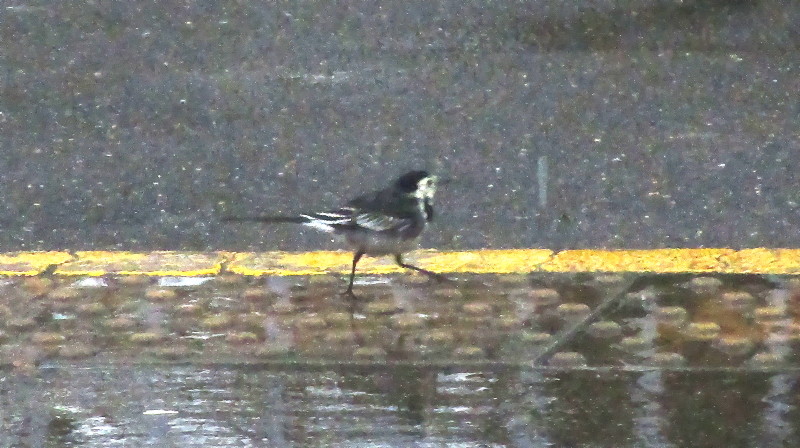 wagtail