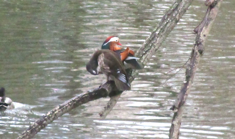 ducks on a tree branch