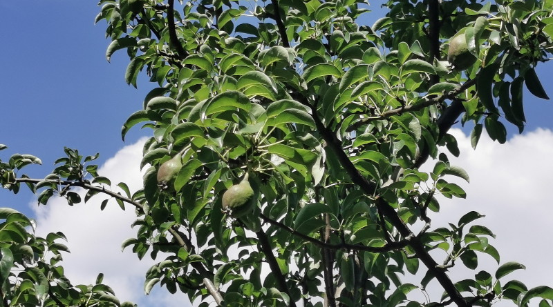 pear
                                      tree