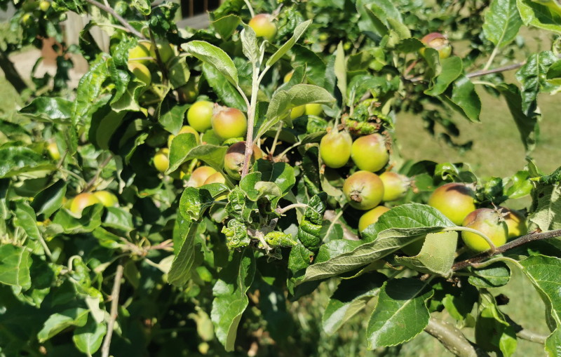 apple
                                      tree