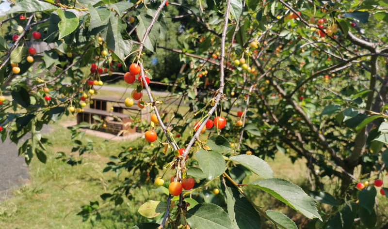 cherry
                                      tree
